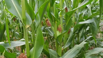 Питание кукурузы на ранних стадиях развития и её урожайность