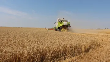В Крыму ожидается снижение урожая зерновых культур из-за засухи