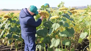 Топ 12 стран, в которых лучше всего развито сельское хозяйство