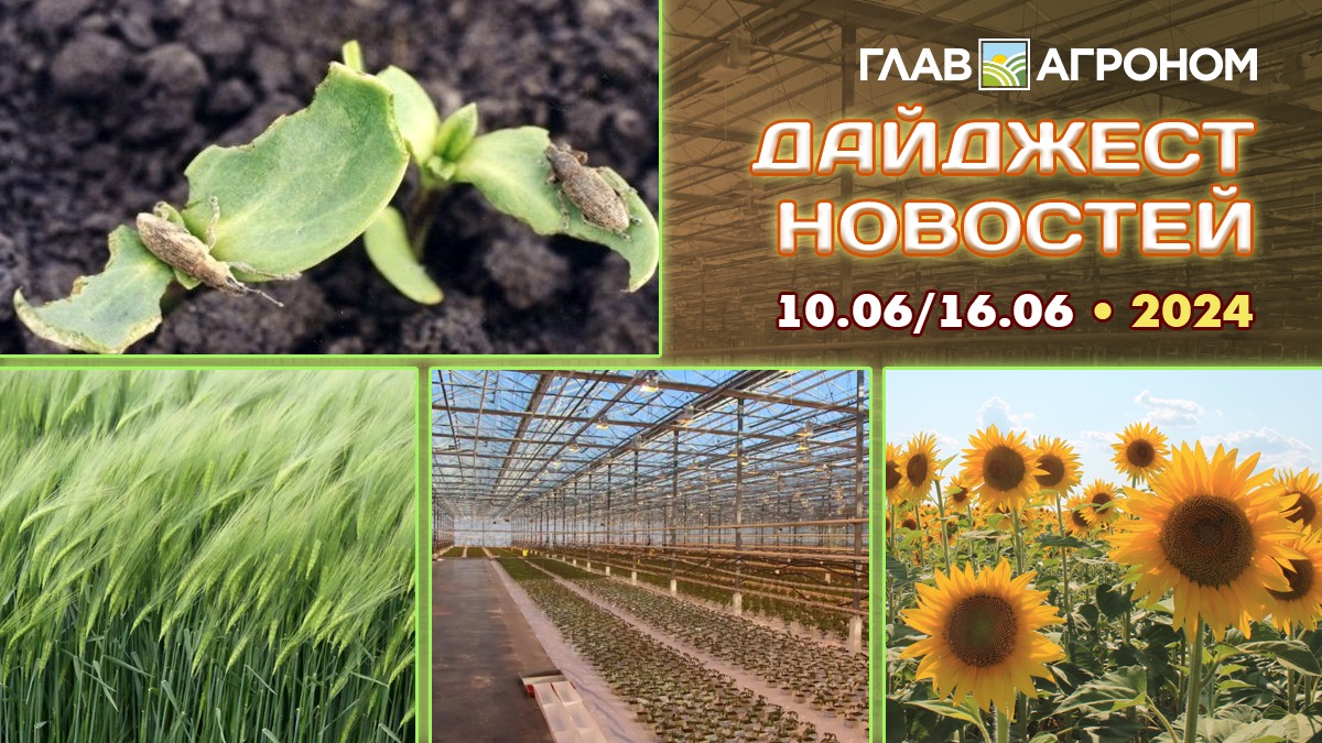 Итоги недели с ГлавАгрономом за 10.06.2024 – 16.06.2024