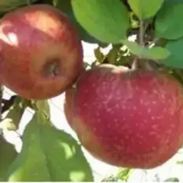 Сорта яблонь для Алтайского края названия, фото, описание