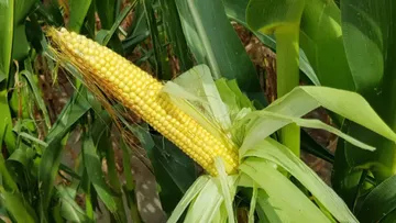 ГлавАгроном - Особенности формирования урожая зерна у кукурузы
