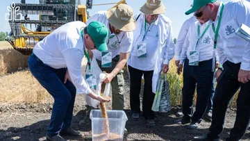 Уборка ультраскороспелого сорта озимой пшеницы КУБАНЬ.