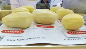 Сорта картофеля HZPC Sadokas, представленные на выставке ЮГАГРО 2023
