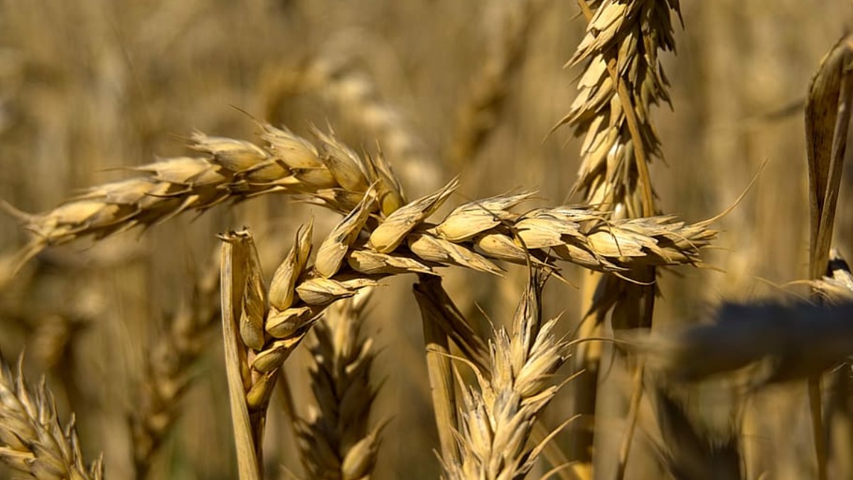 Зерно пшеницы макро