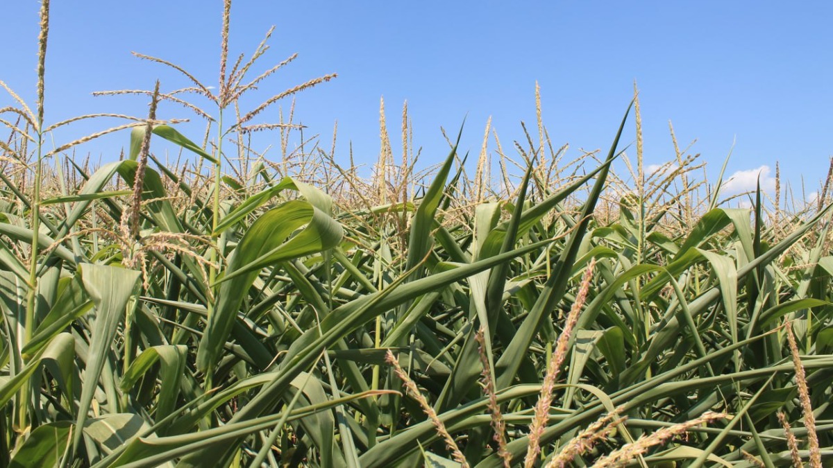 Технологии возделывания кукурузы на силос в ООО «Тюменские молочные фермы»