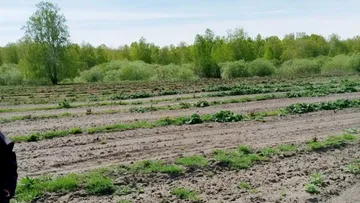 На сельхозпредприятии «Миг» в Викуловском районе Тюменской области готовятся к сбору первого урожая облепихи