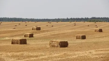 © Владимир Исаенко / Glavagronom.ru