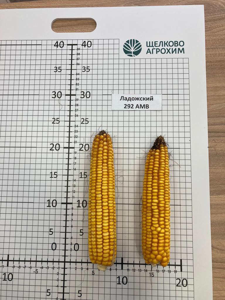 Семена Кукурузы Ладожская 292 Купить Цена