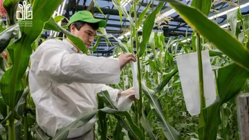 Ученые ФТК проводят опыление гибридов кукурузы