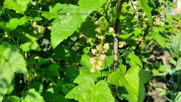 Производители смородины в Польше получили письма об отказе покупать их продукцию