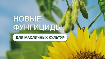 Новинки «Сингенты» для защиты масличных культур