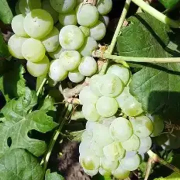 Сорта винограда для Республики Северная Осетия - Алания названия, фото, описание
