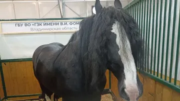 Лучшие породы сельскохозяйственных животных представлены на выставке в Москве