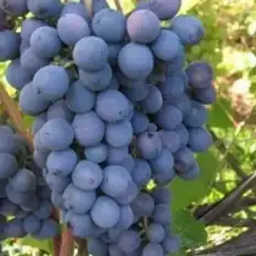 Сорта винограда для Республики Дагестан названия, фото, описание