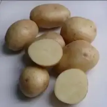ГлавАгроном - Картофель ЮГАНА