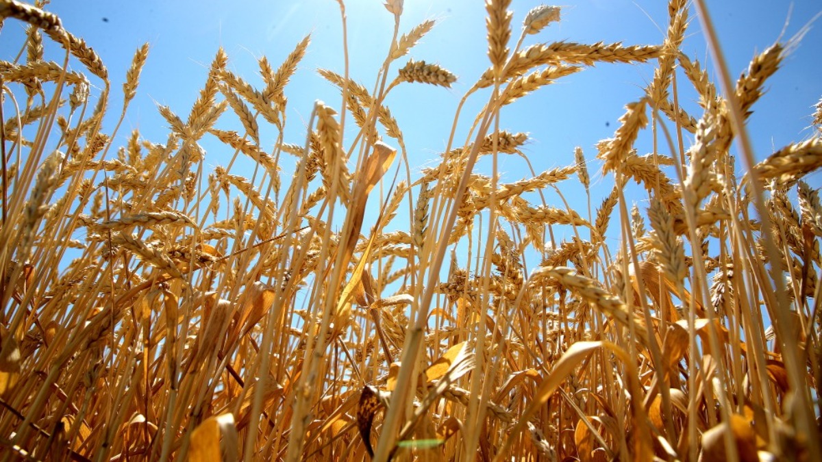 В сентябре был собран рекордный урожай. Зерно Ростовская область. Сбор зерна в Ростовской области. Урожай зерна. Пшеница.