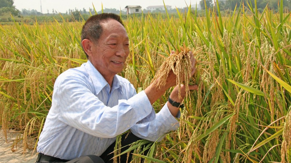 Урожайность азии. Юань Лунпин. Отец риса юань Лунпин. Юа́нь Лунпин. Гибридный рис Китая.