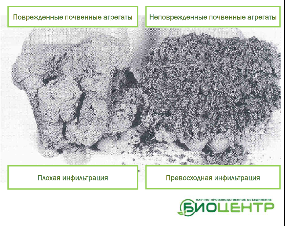 Здоровье почвы: глупый выращивает сорняки, умный — овощи, а мудрый — землю