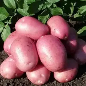 дока генные технологии сорта картофеля