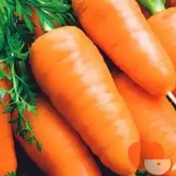Сорта моркови для Республики Крым названия, фото, описание