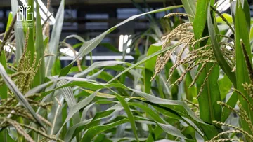 Ученые ФТК проводят опыление гибридов кукурузы