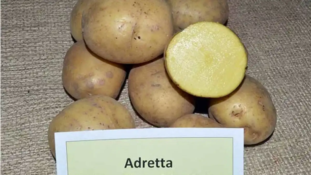 Сорта картофеля для алтайского края с желтой мякотью фото и описание
