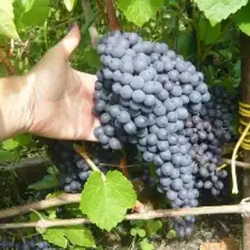 Способы и условия хранения винограда в домашних условиях - Vinograd-Loza