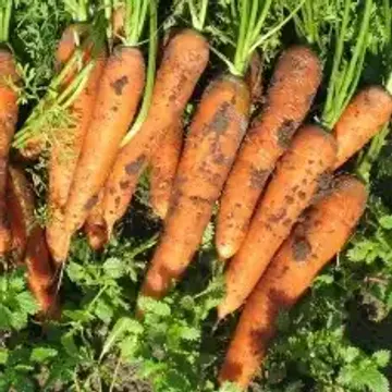 Почему у моркови зеленая верхушка?