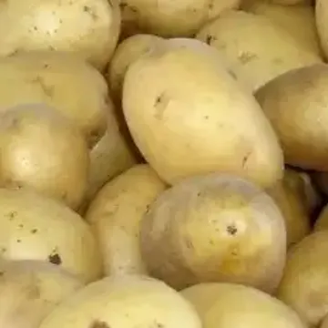 ГлавАгроном - Картофель ЧАЙКА
