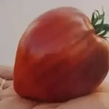 This obviously male tomato | Tomato, Vegetables, Garden