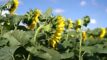 скриншот видео на сайте ВНИИМК