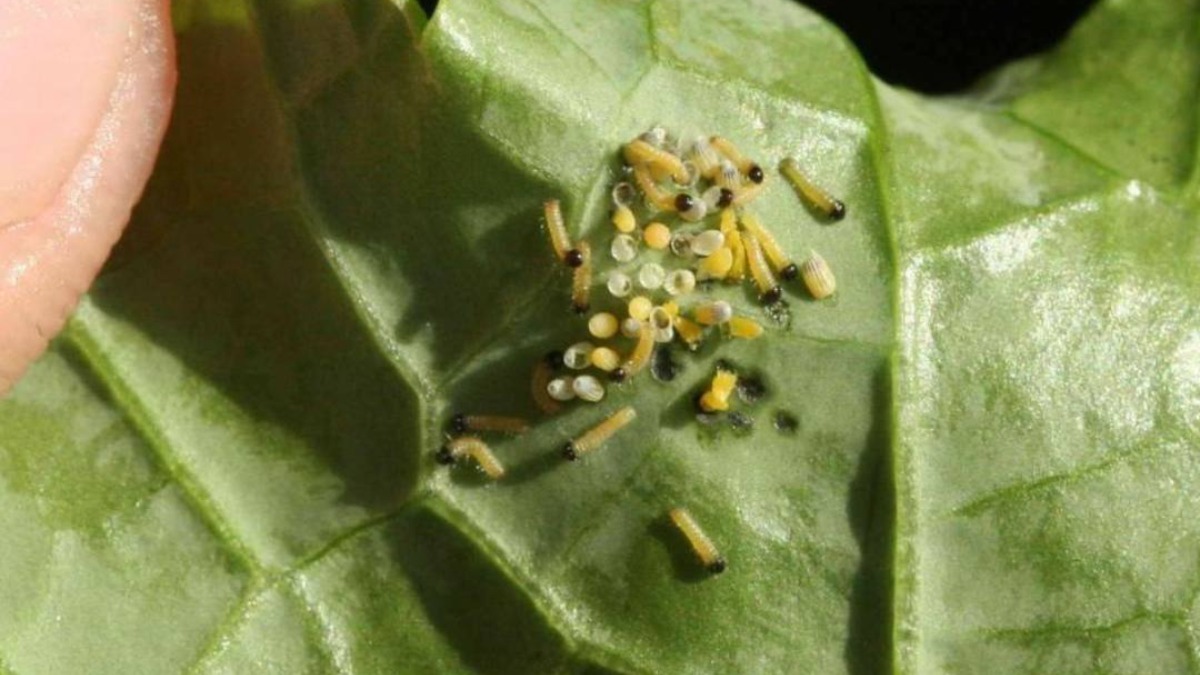 Гусеницы лугового мотылька фото
