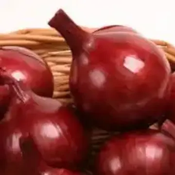 ГлавАгроном - Лук ФУРИЯ