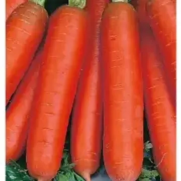 Морковь Лакомка описание сорта, урожайность, фото и отзывы