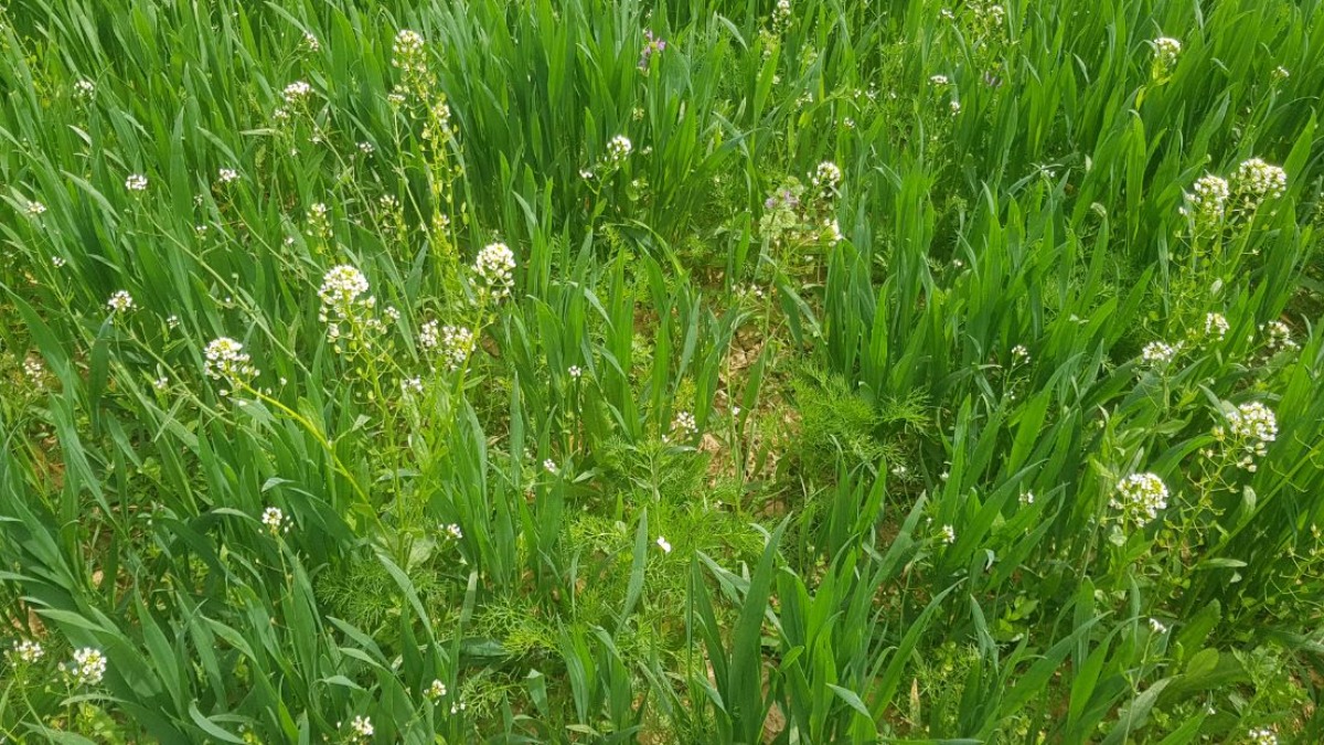 Сорняки на поле фото и название