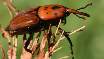 iberia-natur.com