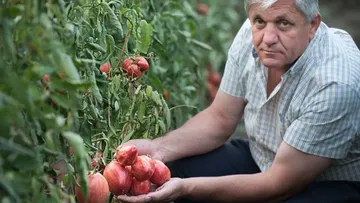 BRGV Buzău владеет богатой коллекцией зародышевой плазмы томатов, состоящей из более 3600 генотипов