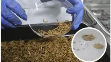 Крупнейший в мире завод по выращиванию мучных червей для питания людей и животных откроют в Испании