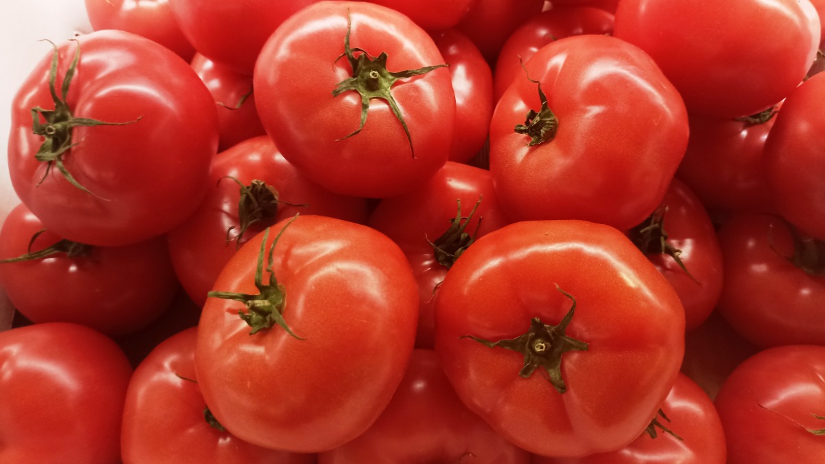 Как открыть завод по переработке помидоров в томатную пасту