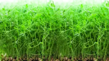 urbancultivators.ru