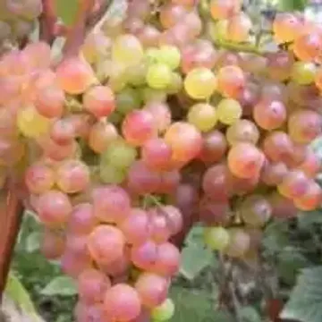Уход и выращивание винограда Коринка Русская