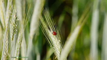  © Виталий Рыбалко / Glavagronom.ru