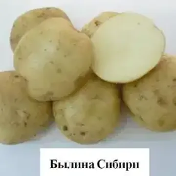 ГлавАгроном - Картофель БЫЛИНА СИБИРИ