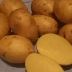 Тулеевский картофель характеристика фото