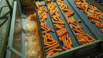 Выращивание моркови для переработки, факторы влияния на качество 