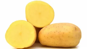 Характеристики картофеля Триумф