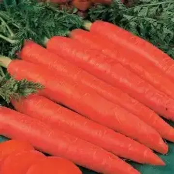 Подготовка грунта для посадки моркови Красный великан