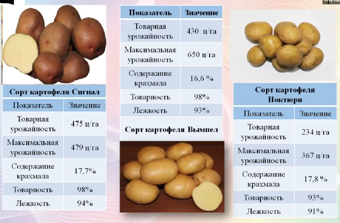 Картофель лорх описание сорта фото. Селекция картофеля. Картофель удлиненной формы сорта. Сорт картофеля продолговатой формы. Картофель вытянутой формы сорта.