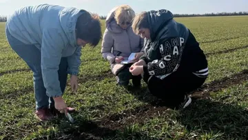 В Крыму оценили состояние посевов озимых зерновых, гороха, эспарцета и кориандра